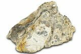 Fossil Stromatolite (Chlorellopsis?) Section - Wyoming #325739-2